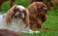 DSC_0471.jpg