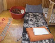 Z Lískových oříšků - vrh I