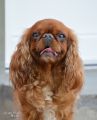DSC_0438.jpg