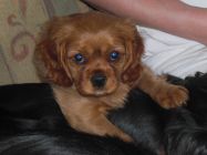 nelly05.jpg