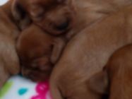 Z Lískových oříšků - vrh J