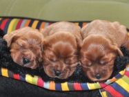 foto S.Rosenthalová