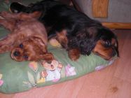 nelly04.jpg