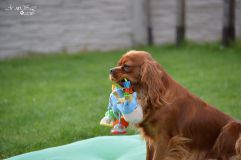 DSC_0517.jpg