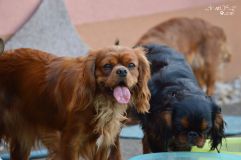 DSC_0431.jpg
