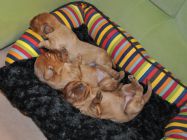 foto S.Rosenthalová