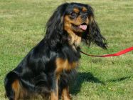 holky_pruhonice2009_16.jpg