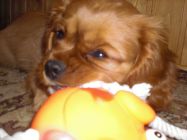 nelly06.jpg