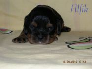 Alfík