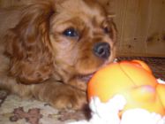 nelly07.jpg