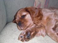 nelly02.jpg