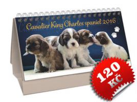 Kalendář Cavalier King Charles Spaniel 2016