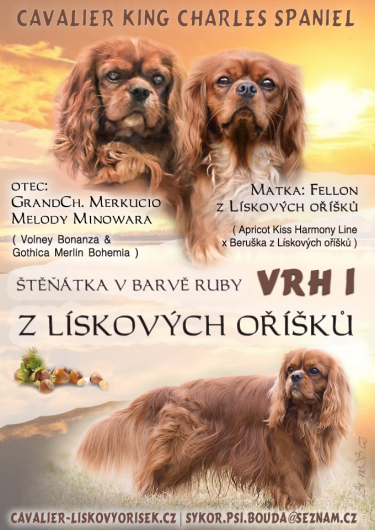 čekáme štěňátka