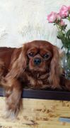 Dylan z Lískových oříšků - CAC a CACIB