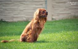 DSC_0528.jpg