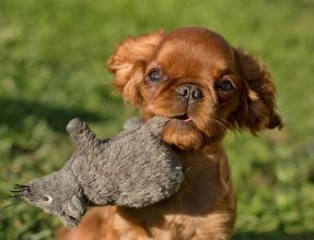 Dothy Geil z Lískových oříšků - foto Luděk Novotný